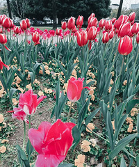 ��ɹ�������Ҷ����У�31��/����/183cm