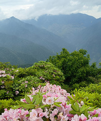 ĳҿƺڡŶƽž-軯ƺĳͽ