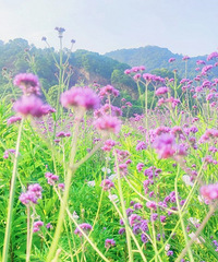 [����]·�ŷ��������޻�ʢ��