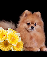 ���۲���һֻ��ĸ�ģ�