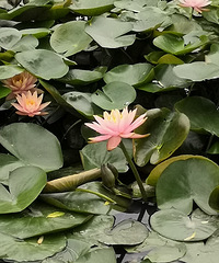 80��δ��MM���ٺ����ڽ�����ϲ�������顢��Ϸ����