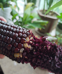 ̨�ݻ���������ô˵?