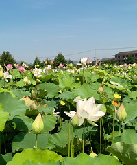 Ŵӳ´ɻʢֻдϲһƬ