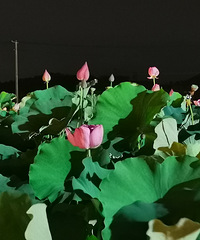 ��2023�μǡ���˫���ĺ�����ɫ