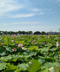 �Ŵ��ӳ´�ɻ�ʢ����ֻ�д����ϲ���һƬ����