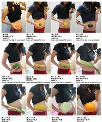 ��ͬ����̥���Ĵ�С��Ӧ�����߹�����ֱ������