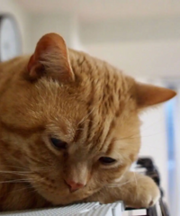 ��֪������̨�����ں����