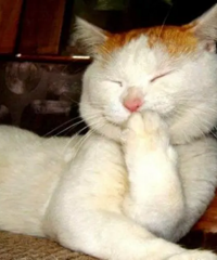 �����ռǡ����յ��죬���������е�һ������Դ������Model Y