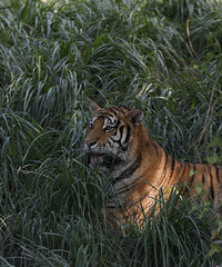 ������:��������԰--��ɽ�ɽ��