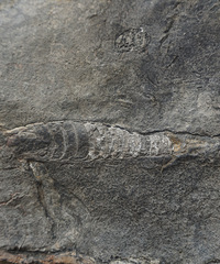 ��ʩ���ε�4�죺����ʯ��