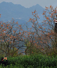 [����]��һ����������show����̨����ɫ