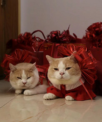 ������������ˣ�С����ҲҪ�úô��