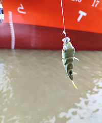 ����ö࣬����ȥ��ҧ��ʲô����