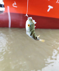 ����ö࣬����ȥ��ҧ��ʲô����