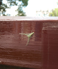 ���Ǹ�ʲô��������ǰ��ĩ����