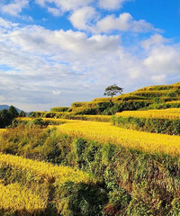 [����]�����ƣ���̨ɽ�̽����������ߣ�