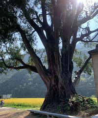 ��Խǧ���ɣ���ٺ�����������������ѡ��ȫ����������