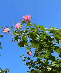 ����Ϊʲô�첻��һ������·������ɽ��԰�Ĺ�԰�أ�