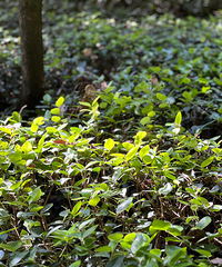 ����Ϊʲô�첻��һ������·������ɽ��԰�Ĺ�԰�أ�