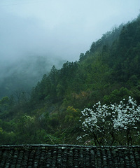 [����ر��˵��]���Ұ�ɽ�滨�Ŵ�