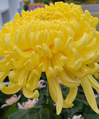 ̨��ֲ��԰�ǲ��������оջ�չ��