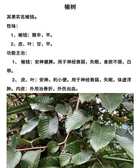 ��һ��ֲ��