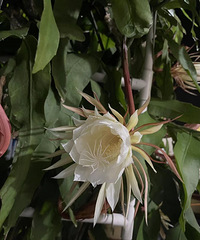 90���δ�齷��MM��Ҫ���з��޸�ծ�л鷿������36������