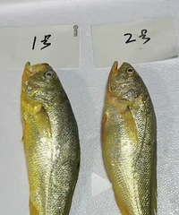 ˭�ܲ³������������㣬������Ұ���ģ���������ֳ�ġ�����