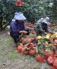 ʮ�������۸���ߣ�̨�ݴ������У�