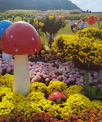 ̨��ֲ��԰����ջ�չ����