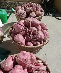 �����������̫�ͣ�100��ֻ�����������