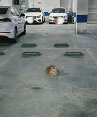 һ��è��ͣè���ܱ�׼���������֣�����ȥ�����е�����