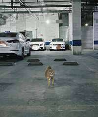 һ��è��ͣè���ܱ�׼���������֣�����ȥ�����е�����