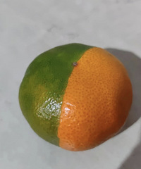 �������������Ľ�����