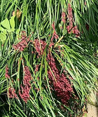 ͷƤ���飡����ֻ���ۼ�����һС����ҵ���������ж�