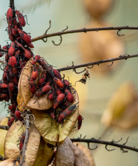 ͷƤ���飡����ֻ���ۼ�����һС����ҵ���������ж�