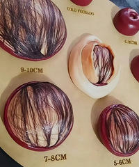 ˳�����ޡ�����ʮָ�������Ƕ��һ�ŶԱ�ͼ������