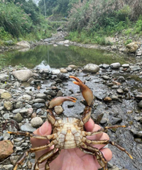 ���ģ�����ƫ����ʳ�з������Ⱦ�������ֲ�