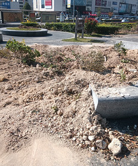 С��԰���С��̳�������ؽ�Ϊʲô