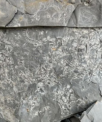 5���к���ɽ�����Ĺ�ʯͷ������5����ǰ�����ﻯʯ