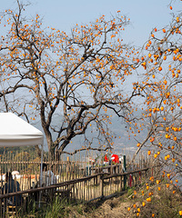 ���ζ�¯������Ӻ��ˣ�һ��������ɽ���С����