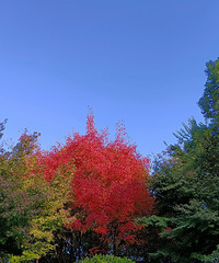 ����ɽ��԰����ĩ�򿨺�ȥ������Ҷ��Ⱦ����ʤ�ա�