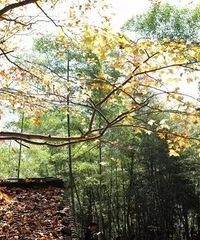 ��5���ŵ�������̨���������⾳