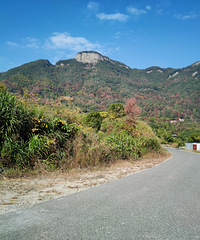 ͷ��¶Ӫ�ذ������£������й����ٲ���԰��Զ��ɽ����������