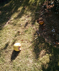 ���۸��᡿��԰�Ĵ�����Ϊʲô���ܷ������ļ�ֵ��