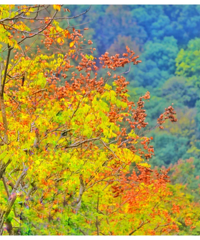 �������������������̨�ݻ�ӭ�񶬳�ѩ