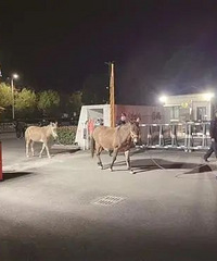 ��ҹ��5ͷ������·�ϡ����䡱