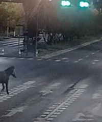 ��ҹ��̨�ݽ�ͷ���־���һĻ...