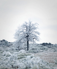 ����ɽ��ڡ