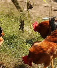 ȫʡ�׸���һֻ��Ҳ���˵ط���׼��